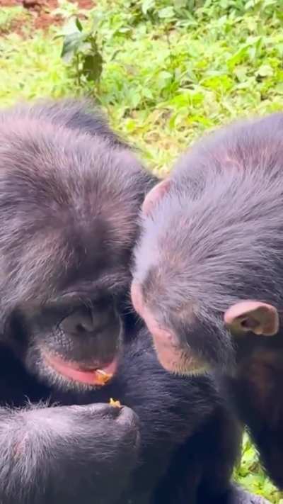 ?Young orphan chimp learns nut-cracking from an older rescued chimp