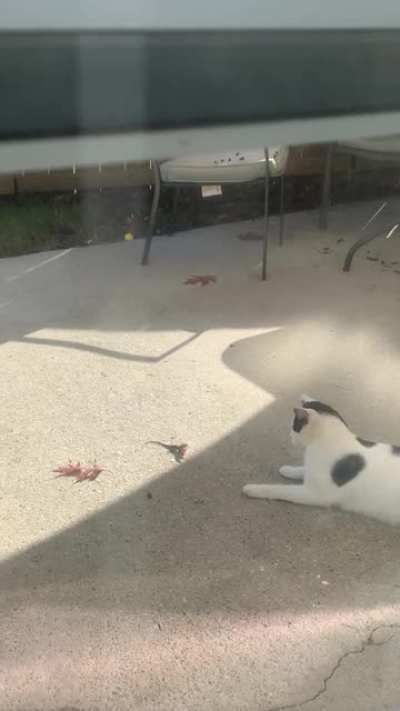 Happy tappy kitty
