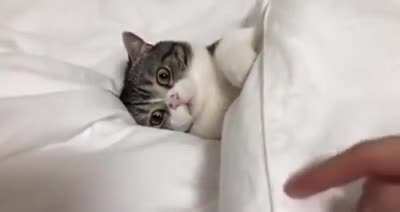 "Don't disturb my comfy hooman!"
