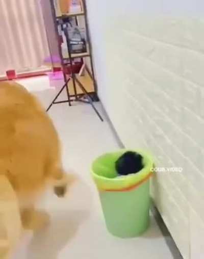 jealous dog
