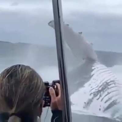 ? So that you have an idea of the true size of a humpback whale