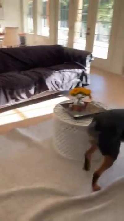 Puppy french bulldog chase rottweiler