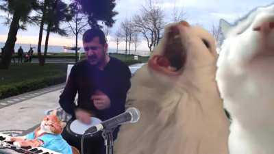 Ievan Polkka Cats Remix