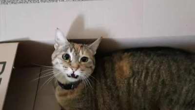 Yelling angry boxcat