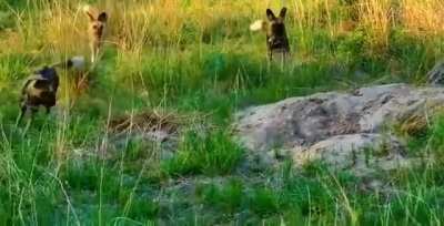 ? A boar slipping smoothly into its burrow to escape a pack of wild dogs