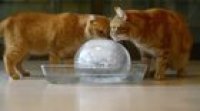 Poor cat dies when he realizes that ice melts to form ... WATER!