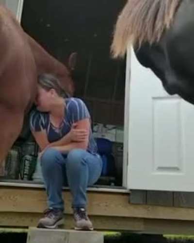 ￼? is a very special animal that is very sensitive to human feelings