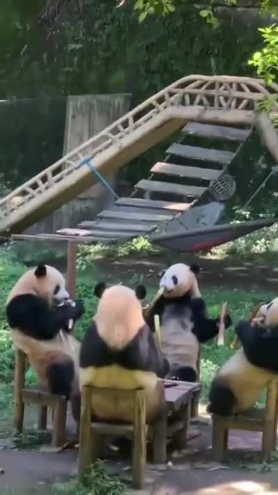 Pandas having a bamboo party