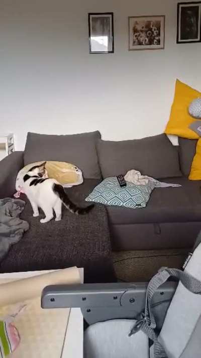Cat magic ?‍⬛