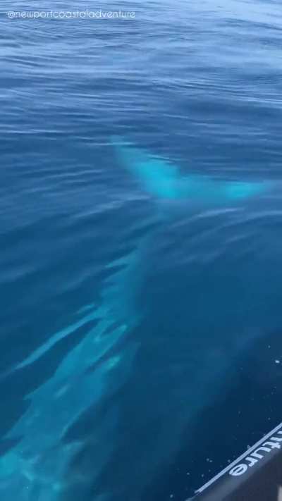 ? Close encounter with a Blue Whale
