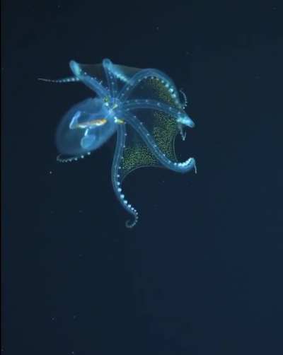 ?A Rare Sighting of a Glass Octopus (Vitreledonella richardi) Reveals its Nearly Transparent Membrane in Extraordinary Detail⁣