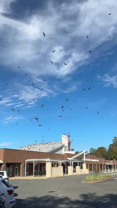 ?A large group of vultures at a local church