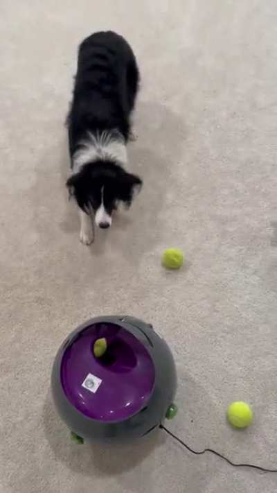Impatient doggie.