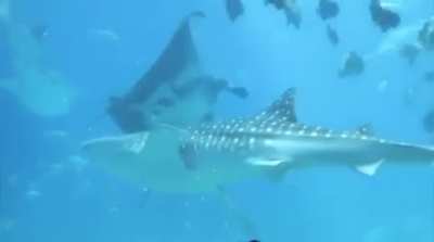? Gentle giants collide, no hard feelings