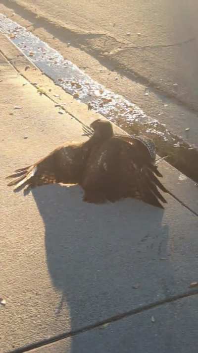 ? Hawks locked in mortal combat literally fell from the sky during my morning run