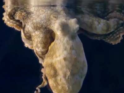 ? Did you know Octopuses change colour when they dream
