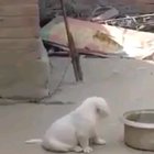 Bi-lingual Doggo...
