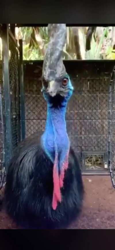 ? This wild looking bird is a Cassowary. Watch it swallow a whole tomato ?