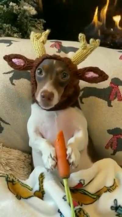 Nothing to see here, only a reindeer eating a carrot ?