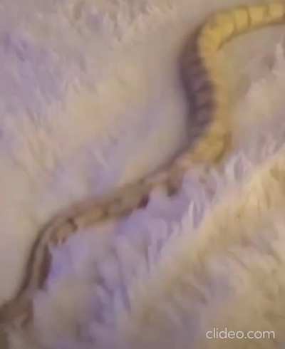 A snake without traction