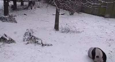 Pandas having fun at the National Zoo in Washington DC