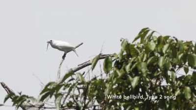 ?The white bellbird is the world's loudest bird, producing vocalizations of up to 125.4 decibels