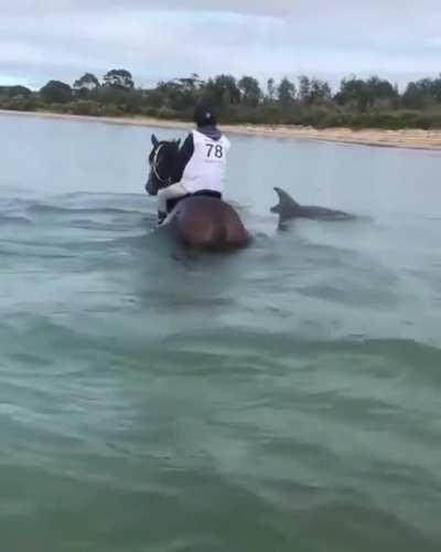 ? Curious dolphins swim up to horses