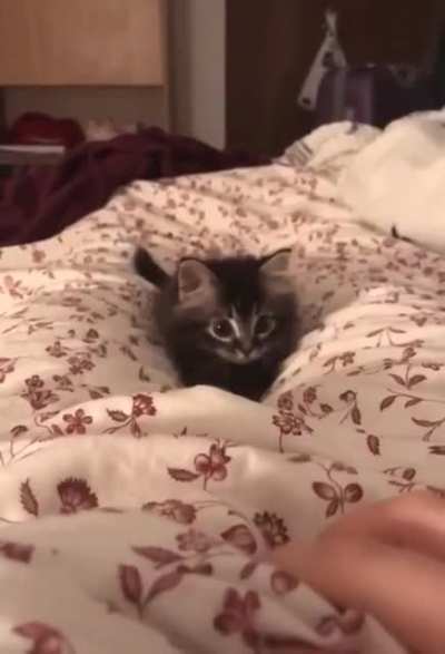 Cuteness Overloaded