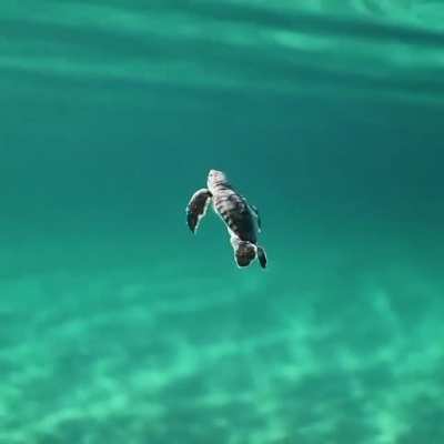 ? A baby turtle making their way through the ocean ?
