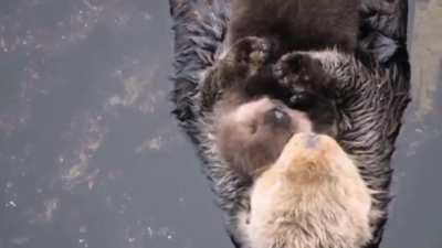 ? Precious otter moms with their pups