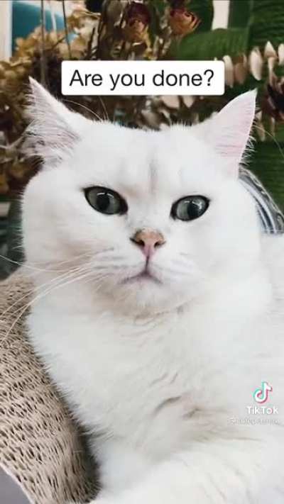 Picasso’s cat