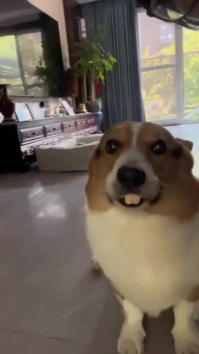 Bunny the Dog