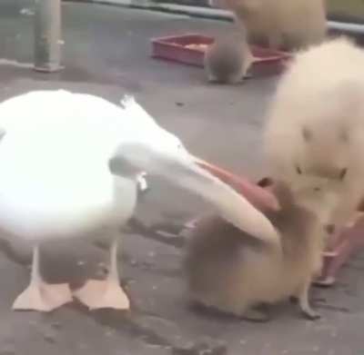 ? A wild pelican tries and fails to eat a capybara