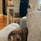 "Grr dont give me that finger! I want food!"