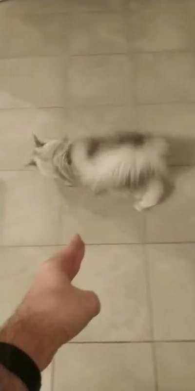 MEOW_IRL
