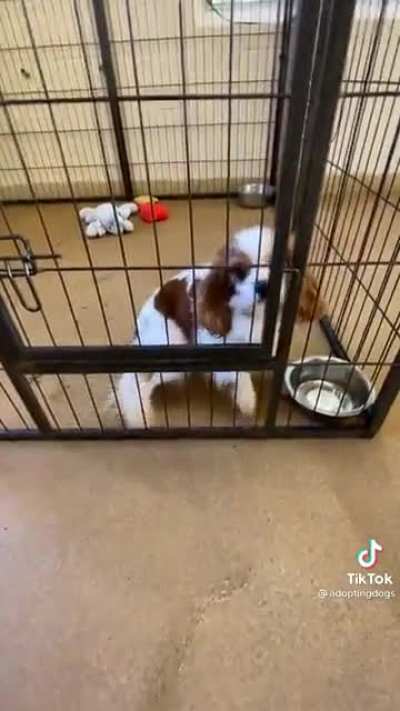 Adorable doggy gets adopted.