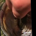 A fish in a fish in a fish