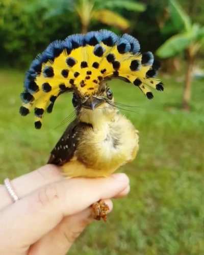 ? The Royal Flycatcher ?