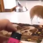 Dog scared by magic trick