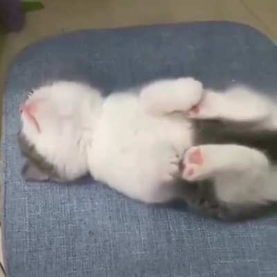 Such a cute little kitten ?
