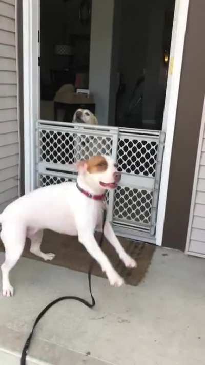 My dog’s trust issues make it hard for her to make new friends. Yesterday I surprised her with a 2 hour road trip to visit her besties that she moved 3 cities away from 5 months ago.