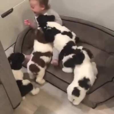 6 precious babies