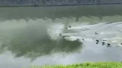? Otter clan war in the Kallang Basin in Singapore ?