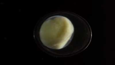 ? Salamander Single Cell Development ?