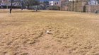 My girl does a 50 meter run-up to kick a ball