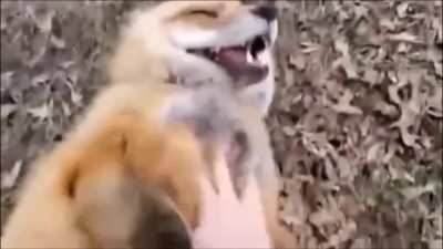 This is how foxes laugh! :) :) :)