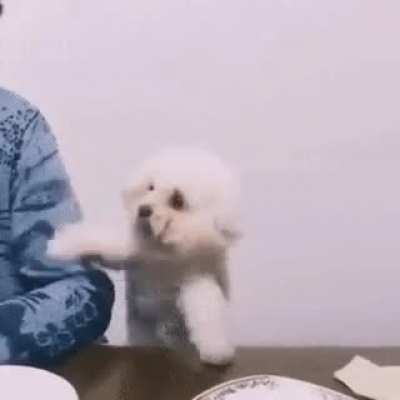 Dog begging for food