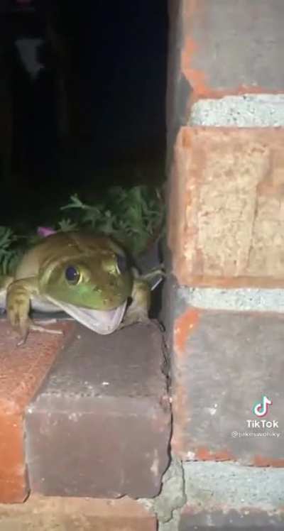 Frog do not like