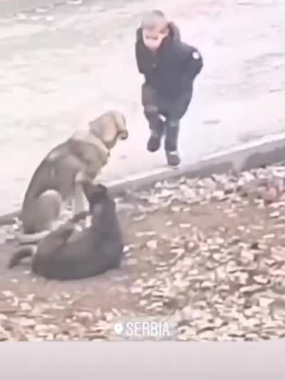 Kid can't stop hugging strays