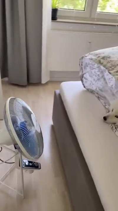 everything on this video is perfect ?